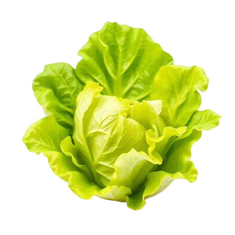 Lettuce Front